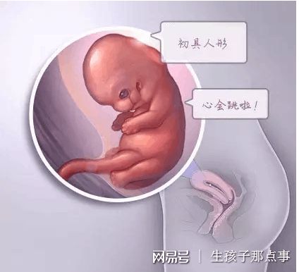 爱心同性供卵咨询怎么收费